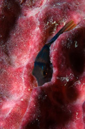 Sipadan 2004 D70 60mm Macro by Tunc Yavuzdogan 