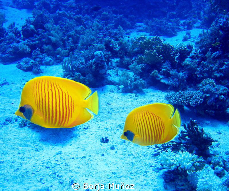 Beautifull contrast betwen the yellow  and the blue by Borja Muñoz 