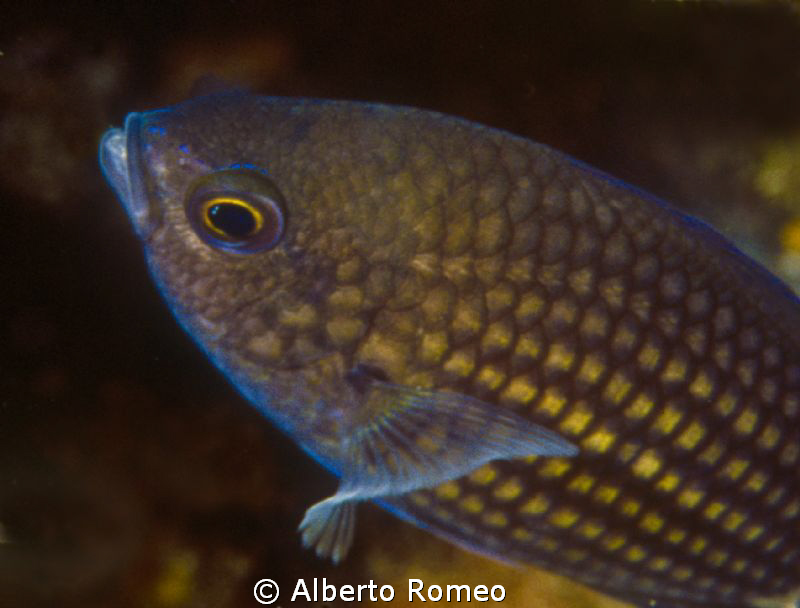 Portrait of an adult black Castagnola Chromis chromis. by Alberto Romeo 