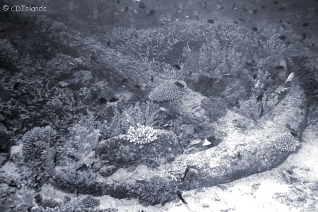 Coral Encrusted Anchor - This anchor was so big that my s... by Pauline Jacobson 