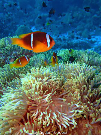 Anemone city by Cigdem Cooper 