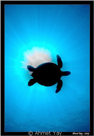Flying turtle... :) solar eclipse with turtle... by Ahmet Yay 