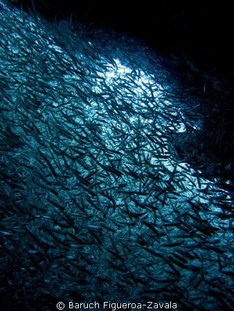 Silversides schooling and flashing around by Baruch Figueroa-Zavala 