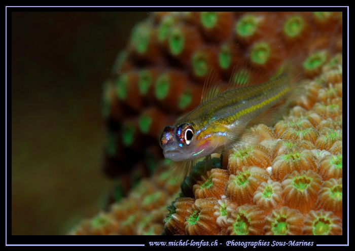 Face to Face... Que du bonheur... :O)... by Michel Lonfat 