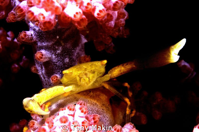 Don't come any closer by Tony Makin 