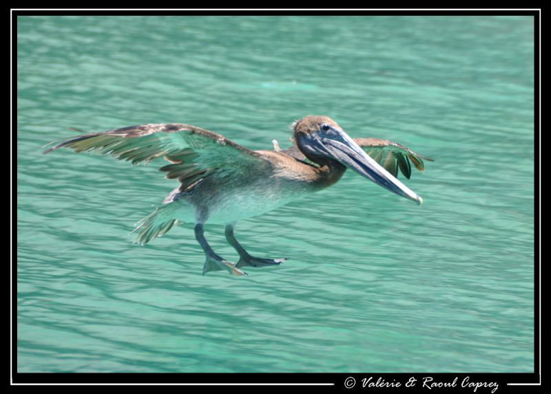 Landing time in La Paz ... by Raoul Caprez 