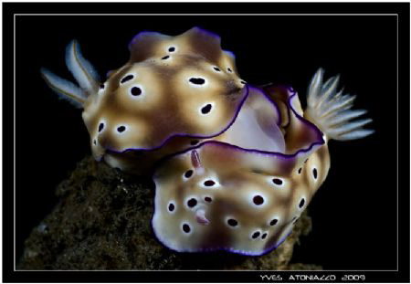 Mating time              Canon350D/Sigma 70 mm by Yves Antoniazzo 