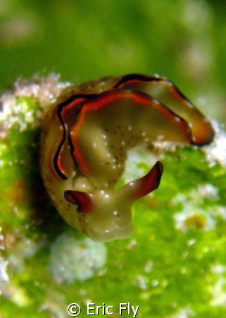 Elysia Ornata by Eric Fly 