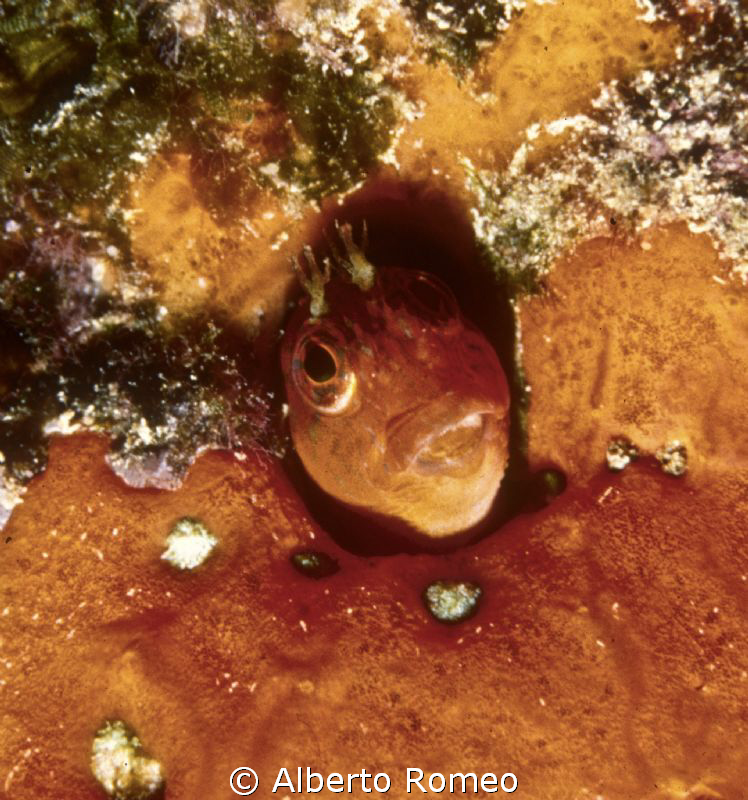 Portright of a red Blennius by Alberto Romeo 