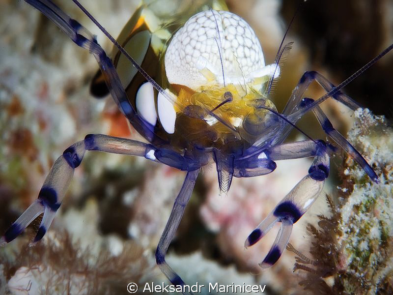 Clown shrimp by Aleksandr Marinicev 