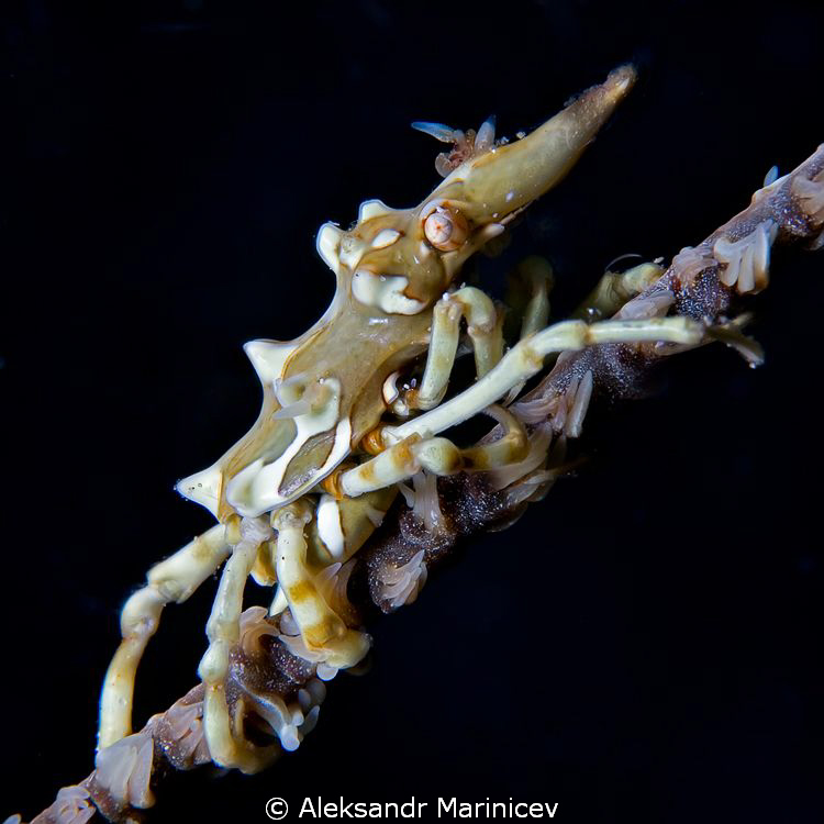 Black coral shrimp by Aleksandr Marinicev 