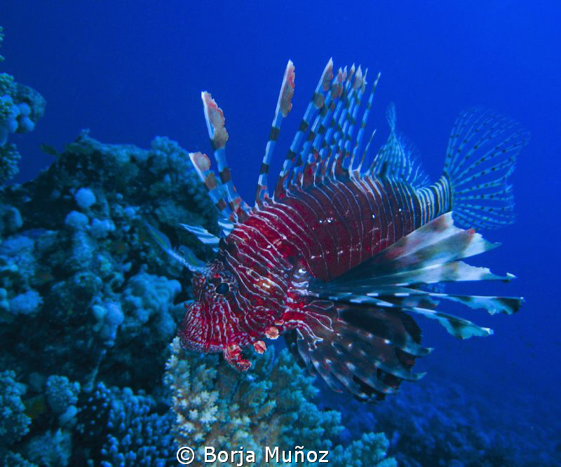 Lion fish siwming by by Borja Muñoz 