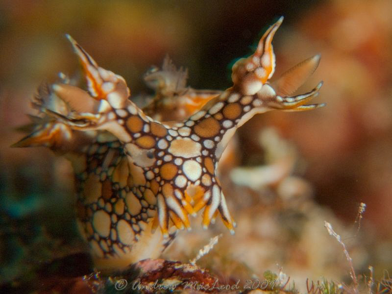 off cairns in Australia.. does anyone know the name of th... by Andrew Macleod 