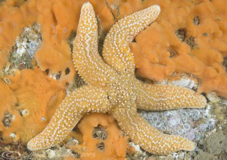 Common star. North Wales. D3, 60mm. by Derek Haslam 