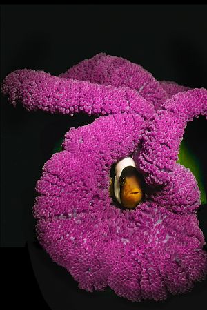 Solomon Island anemone fish by Erin Quigley 