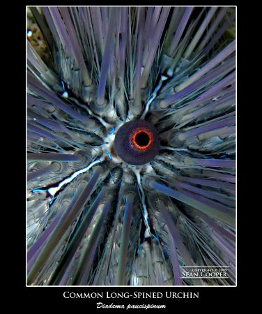 Canon G10 with an Epoque strobe. Always find these urchin... by Sean Cooper 