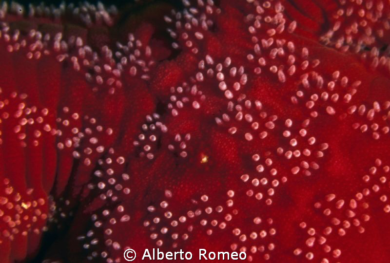 The pattern of a red starfish by Alberto Romeo 