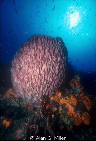 Giant barrel sponge, shot with a Nikonos V and 15 mm lens... by Alan G. Miller 
