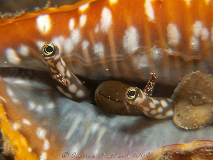 the conch looking back... by Andrew Macleod 