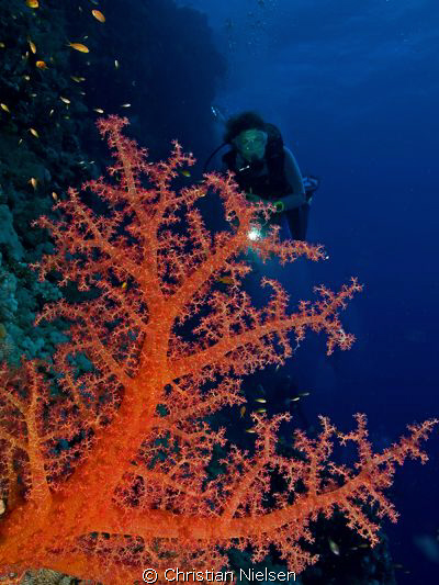 Colours of the Red Sea
Soft Coral on Elphinstone. The di... by Christian Nielsen 