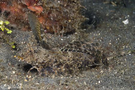 Kuiter's Dragonet. Lembeh straits. D200, 60mm. by Derek Haslam 
