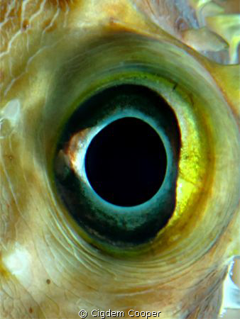 eye off the yellowspotted burrfish.
(cropped and some sa... by Cigdem Cooper 