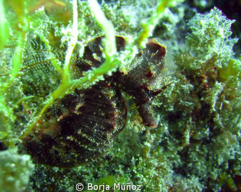 Black seahorse hiding from my camera by Borja Muñoz 