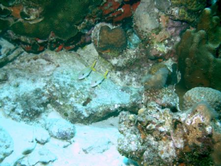 Bonaire 2004-I didn't want to disturb these gossiping nei... by Jean Milani 