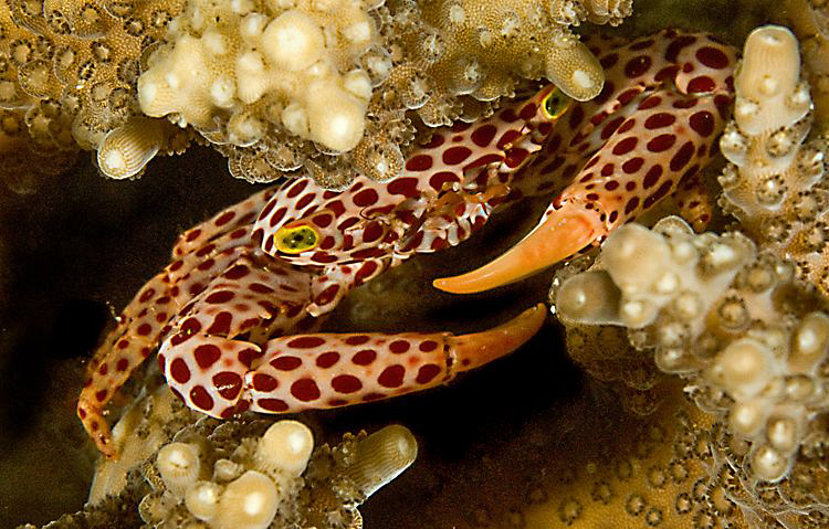 Coral crab by Charles Wright 