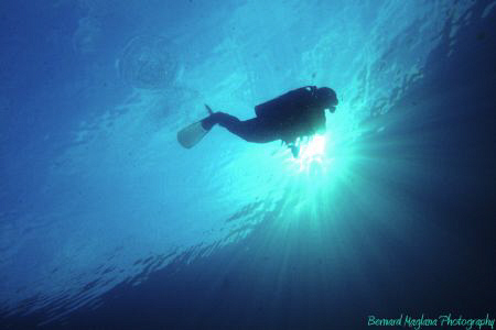 Early morning dive....... by Bernard Maglana 