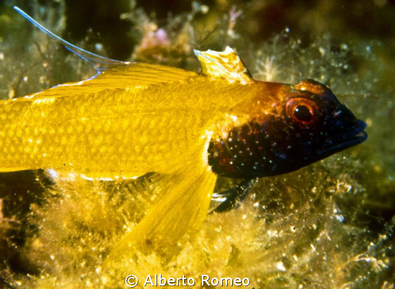 Portrait of yellow blach head triplefin " Tripterygion tr... by Alberto Romeo 