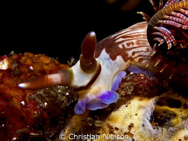 Nudibranch 
Olympus E330, 50mm Macro, single Ikelite DS1... by Christian Nielsen 