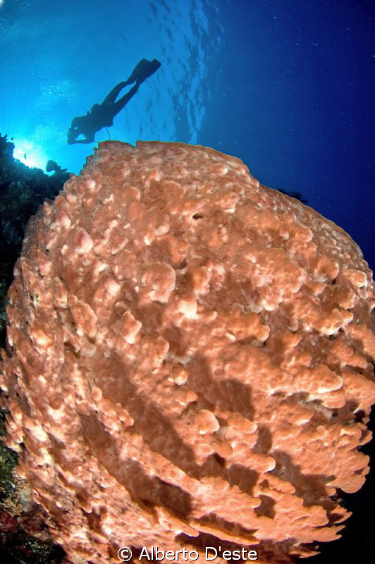 Bunaken Park - Sulawesi by Alberto D'este 