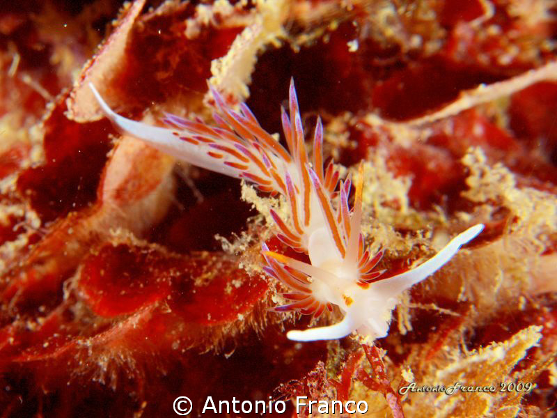 Cratena Peregrina by Antonio Franco 