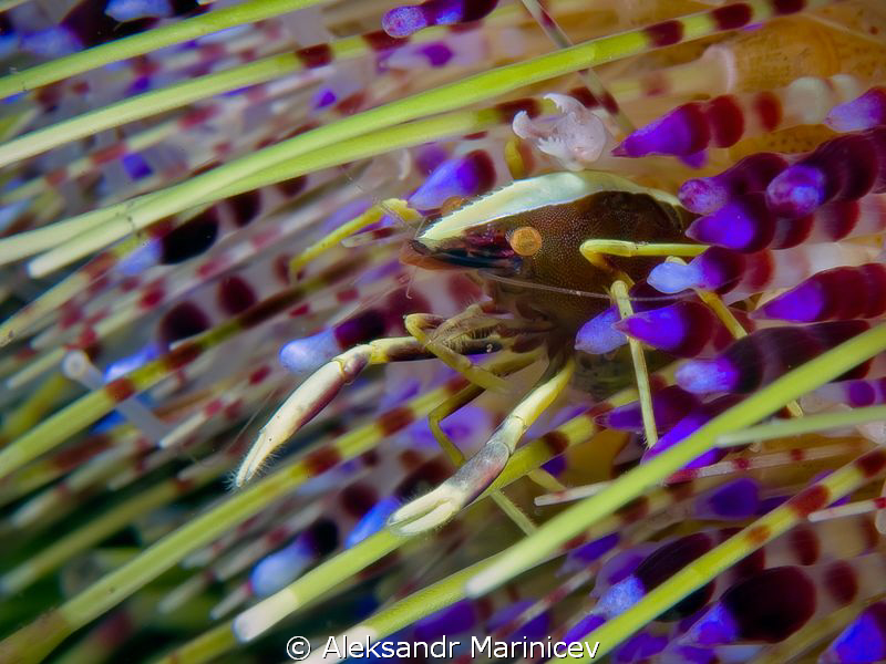 Shrimp on the fire urchin by Aleksandr Marinicev 