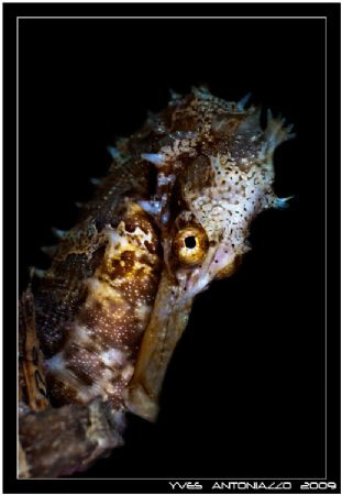 Portrait of sea horse taken in the Perhentian island Mala... by Yves Antoniazzo 