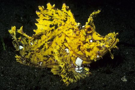 Rhinopias, photo taken in Manado, Indonesia. Nikon F90X, ... by Pablo Pianta 