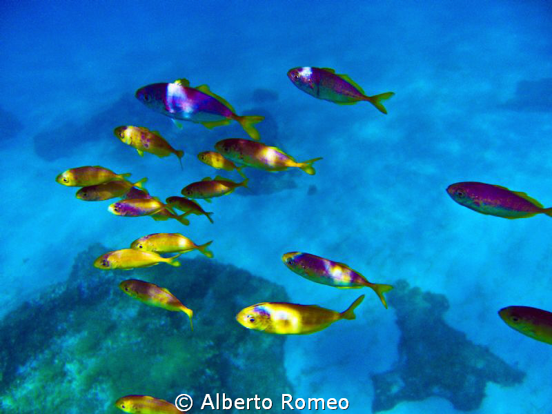 A scool of  "Trachurus trachurus" by Alberto Romeo 