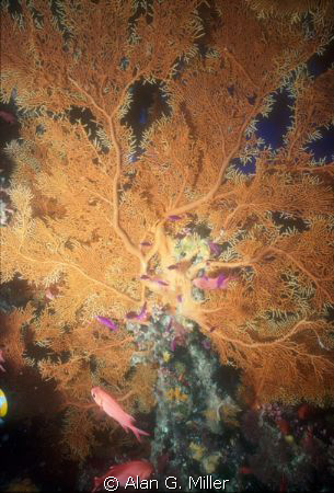 Dogtooth Pinnacle is my favorite dives sites as you can s... by Alan G. Miller 