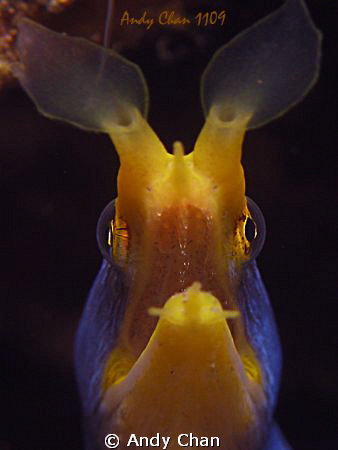 Blue Ribbon Eel - Tulamben.
Canon G 9 + Nikonos SB 105 +... by Andy Chan 