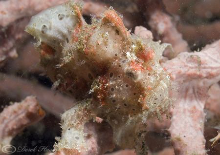 Painted frogfish. Lembeh straits. D200, 60mm. by Derek Haslam 