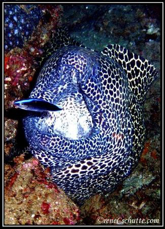 Honeycomb Eel with his trusty cleaner wrasse by Rene Schutte 