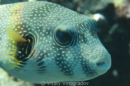 Puffer portrait, shallow water snorkeling/apnea skindiving by Vitaly Vinogradov 