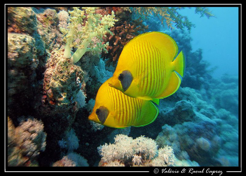 A cute couple of Chaetodon semilarvatus. by Raoul Caprez 