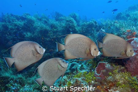 Angels in Cozumel. by Stuart Spechler 