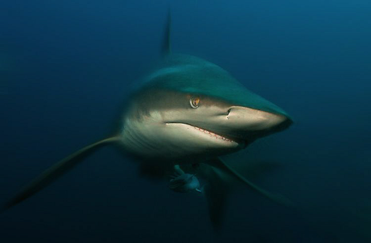 Action shot of a black tip turning, In have added some mo... by Charles Wright 