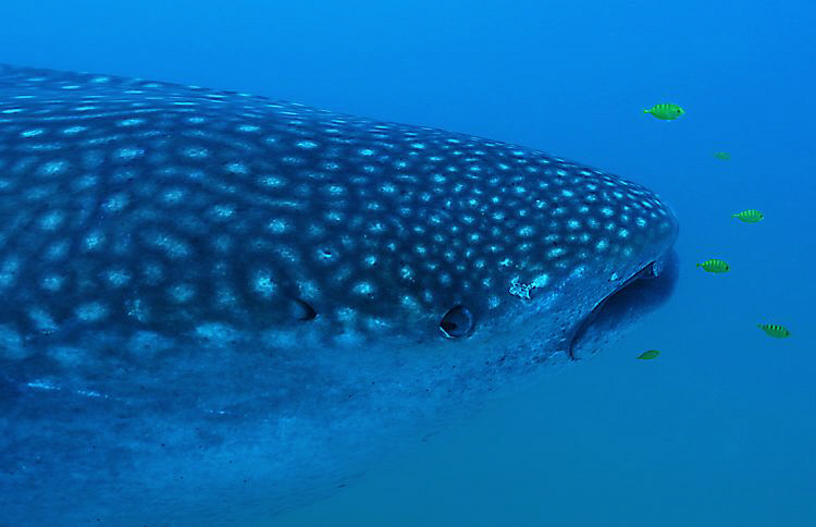 Pilot fish following a whale shark. by Charles Wright 