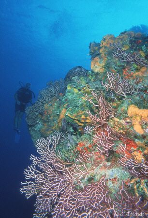 Off the Wall - Diver and deep sea fans, Columbia Reef, Co... by Pauline Jacobson 