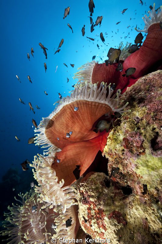 Manificent anemone at Anemone city Ras Mohammed. by Stephan Kerkhofs 