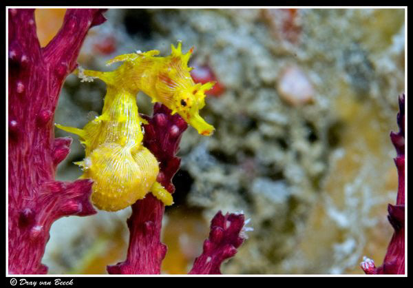 Soft coral pygmy seahorse 2 . Very rare...Very lucky... by Dray Van Beeck 